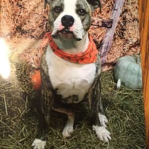 Meet your Posher, Robin